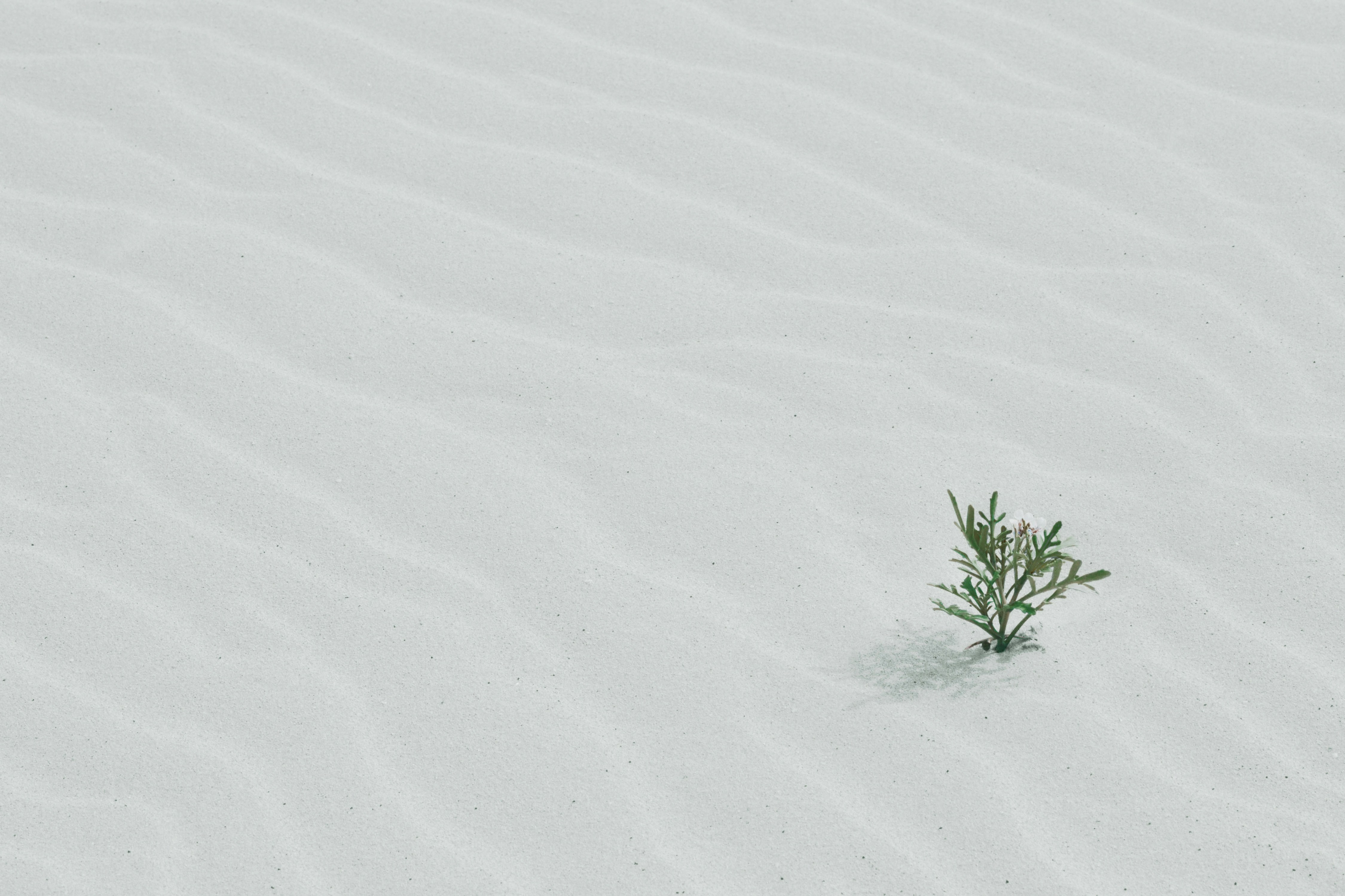 A small green flowering plant in an extensive empty white sand desert.